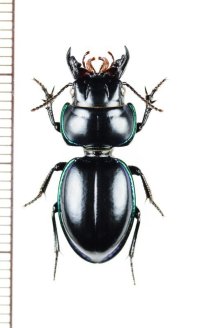 ヒョウタンゴミムシの一種　Carenum sp.　オーストラリア