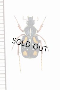 トラハナムグリの一種　Paratrichius ricchiardii　♀　ラオス
