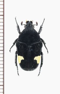 ハナムグリの一種　Clinteria atra ssp.　♂　ベトナム北中部