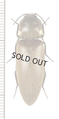 ヒカリコメツキの一種　Pyrophorus sp.　♀　キューバ共和国