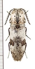 眼状紋を持つコメツキムシの一種　Alaus patricius　♂　キューバ共和国
