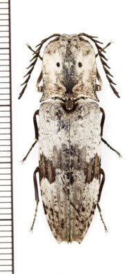 眼状紋を持つコメツキムシの一種　Alaus patricius　♂　キューバ共和国