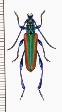 カミキリムシの一種 　Cerambycidae species　ベトナム中部