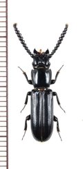 ツツヒラタムシの一種　Passandra sp.　ベトナム北中部