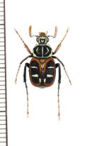 トラハナムグリの一種　Paratrichius coopertus　♂　ラオス