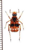 トラハナムグリの一種　Paratrichius rotundatus　♂　ラオス