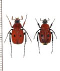 トラハナムグリの一種　Paratrichius cruentus　ペア　ベトナム北東部