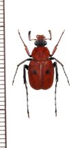 トラハナムグリの一種　Paratrichius cruentus　♂　ラオス