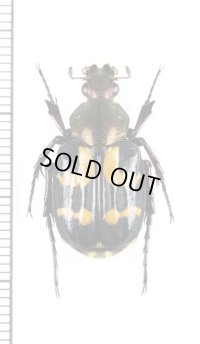 トラハナムグリの一種　Epitrichius fraterculus　♀　ベトナム北東部