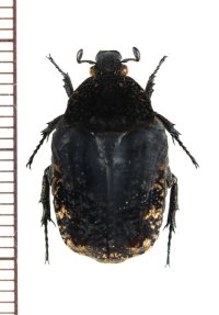 マダラハナムグリの一種　Anthracophora eddai　♂　ベトナム北東部