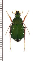 トラハナムグリの一種　Tibiotrichius vietnamensis　♂　ベトナム北東部