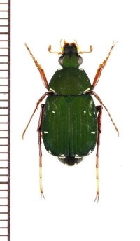 トラハナムグリの一種　Tibiotrichius vietnamensis　♂　ベトナム北東部