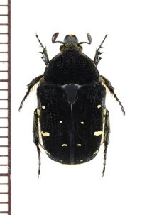 コアオハナムグリの一種　Gametis sp.　♂　ベトナム北東部