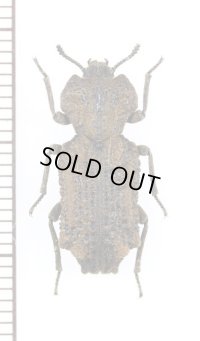 アトコブゴミムシダマシの一種　Phellopsis amurensis　ロシア