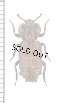 アトコブゴミムシダマシの一種　Phellopsis obcordata　カナダ