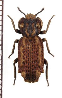 アトコブゴミムシダマシの一種　Phellopsis obcordata　カナダ