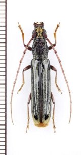 カミキリムシの一種 　Cerambycidae species　ベトナム中部