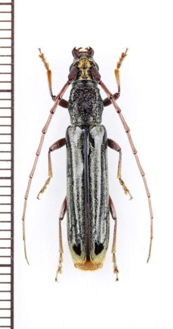 画像1: カミキリムシの一種 　Cerambycidae species　ベトナム中部