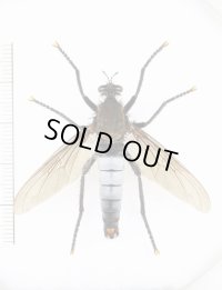 メスアカオオムシヒキ　♂ 　石垣島