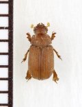 ニセコブスジコガネの一種　Glaresidae species　パキスタン