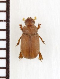 ニセコブスジコガネの一種　Glaresidae species　パキスタン