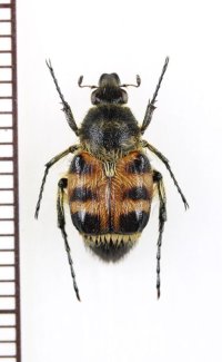 トラハナムグリの一種　Lasiotrichius succinctus hanaoi　♀　 中国（河北省）
