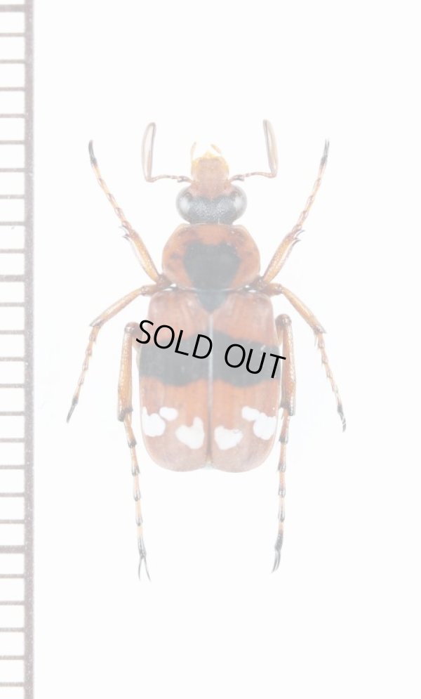 画像1: トラハナムグリの一種　Paratrichius rotundatus　♂　ラオス