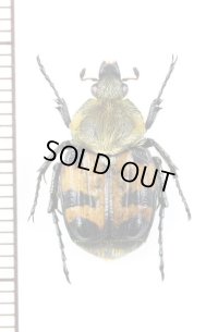 マルハナバチ擬態のトラハナムグリの一種 　Trichius fasciatus　♀　カザフスタン