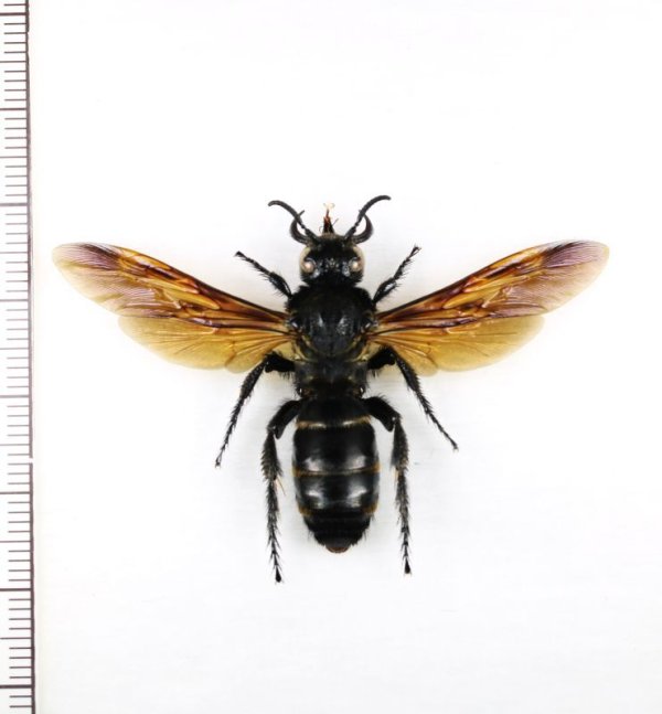 画像1: ツチバチの一種　Scoliidae species　♀   インドネシア（ボルネオ島）