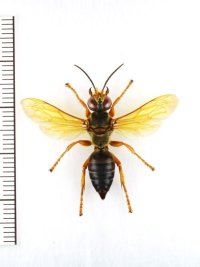 オオハヤバチ　八重山亜種　♀　石垣島
