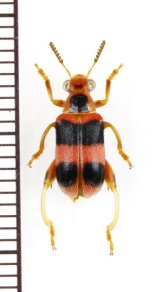 カタビロハムシの一種　Megalopodinae species　 ベトナム中部