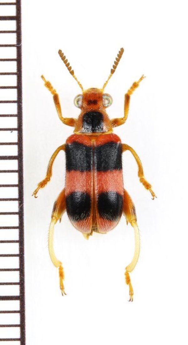 画像1: カタビロハムシの一種　Megalopodinae species　 ベトナム中部