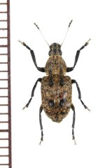 ヒゲナガゾウムシの一種　Anthribidae species　フィリピン(ルソン島)