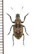 画像1: ヒゲナガゾウムシの一種　Anthribidae species　フィリピン(ルソン島) (1)