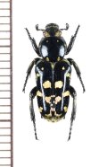 アリノスハナムグリの一種 　Cremastocheilini species　♂　フィリピン（ルソン島）