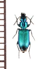 ゴミムシの一種　Carabidae species　ベトナム中部