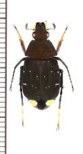 トラハナムグリの一種　Tibootrichius violaceus　♂　ベトナム南部