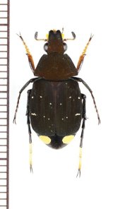 トラハナムグリの一種　Tibootrichius violaceus　♂　ベトナム南部