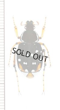 トラハナムグリの一種　Gnorimotrichius masumotoi　♂　ベトナム南部