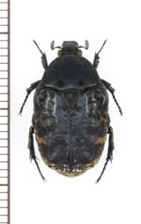 マダラハナムグリの一種　Anthracophora eddai　♀　ベトナム北東部