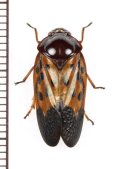 コガシラアワフキの一種　Cercopidae species　♂　ベトナム南部
