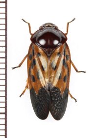 コガシラアワフキの一種　Cercopidae species　♂　ベトナム南部