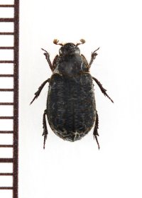 コブスジコガネの一種　Trox scaber　チェコ