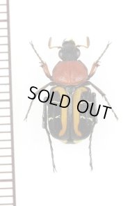 トラハナムグリの一種　Paratrichius sp.　♀　ベトナム北東部