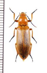 コメツキムシの一種　Elateridae species　インドネシア（ボルネオ島）