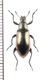 ゴミムシダマシの一種　Tenebrionidae species　インドネシア（ボルネオ島）