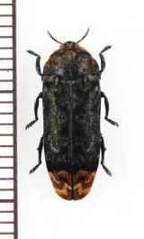 タマムシの一種　 Buprestidae species　インドネシア(ボルネオ島)