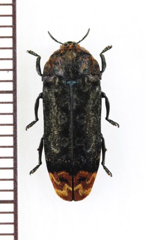 画像1: タマムシの一種　 Buprestidae species　インドネシア(ボルネオ島)