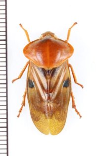 コガシラアワフキの一種　Cercopidae species　♂　インドネシア（ボルネオ島）