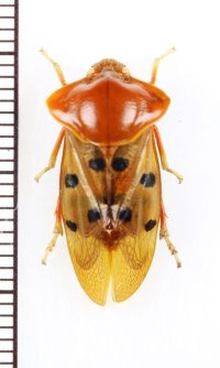 コガシラアワフキの一種　Cercopidae species　♂　インドネシア（ボルネオ島）